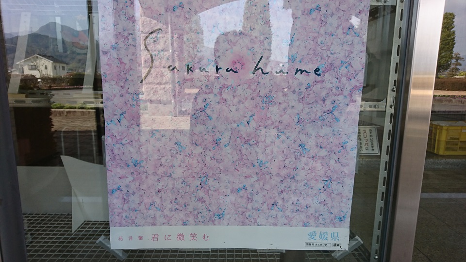 さくらひめの花言葉が書かれたポスターが貼られている。